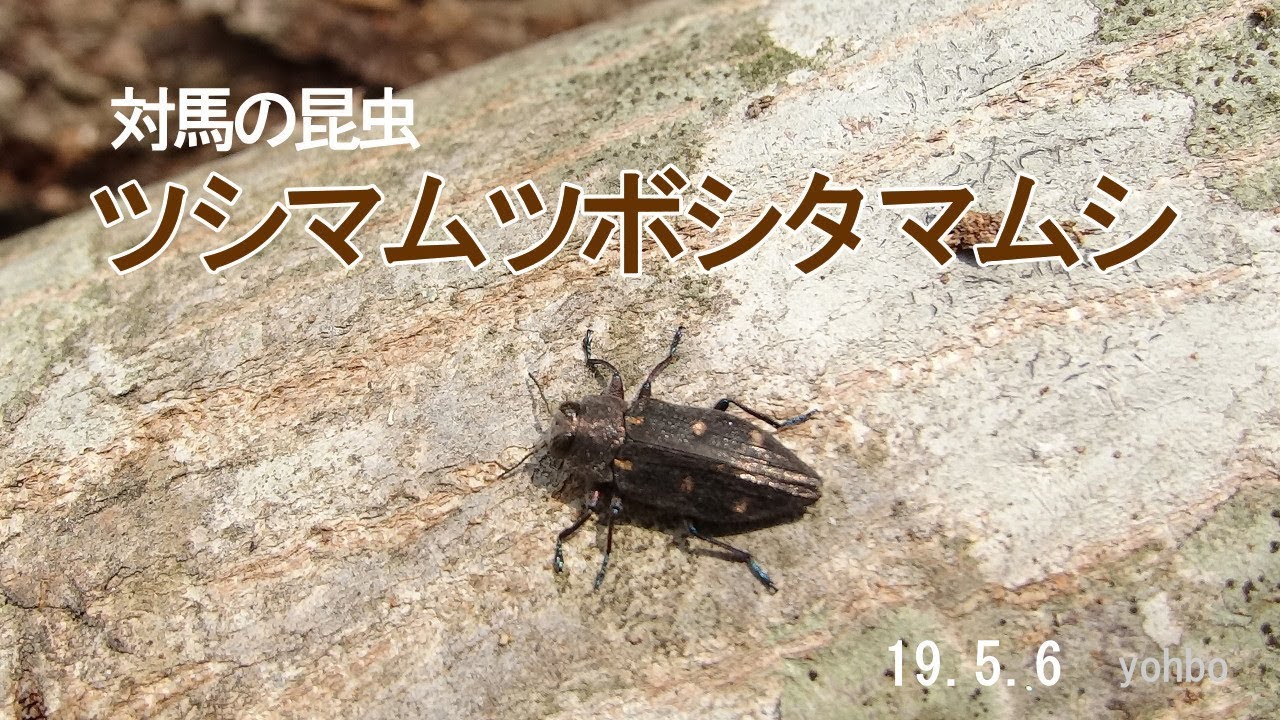 チョウセンムツボシタマムシ