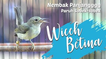 WICEH BETINA | KOLIBRI KELAPA BETINA | KOLIBRI MANGGAR BETINA