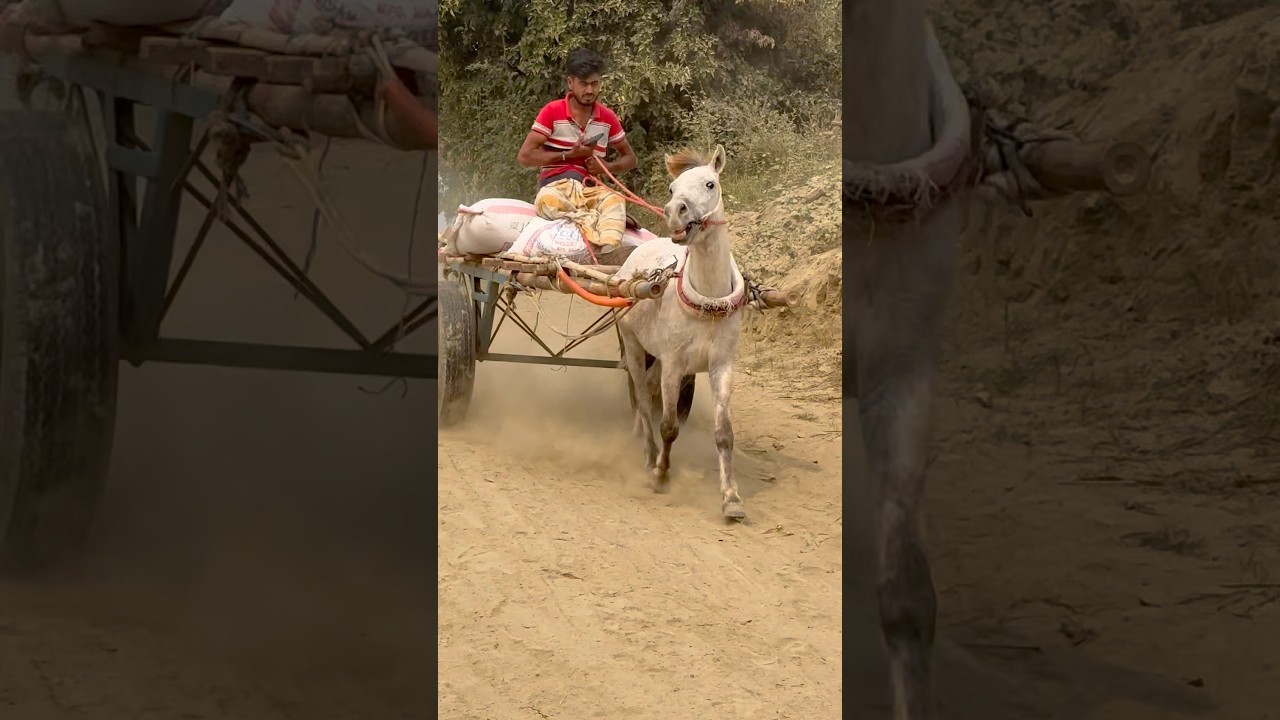 গড়ান নামতে কি হা'ল হলো সাদা ঘোড়ার 