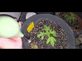 Hab ne Handbrause zum gleichmäßigen gießen jetz am Start / 3 Amnesia, 2 Lemon Haze