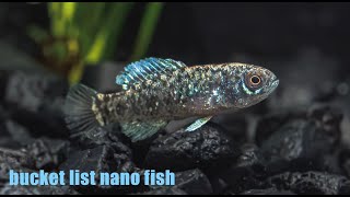 The Coolest Nano Fish For Your Bucket List!