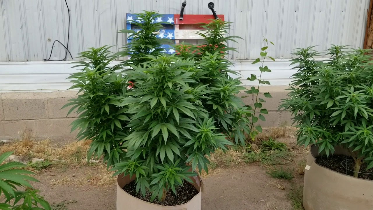 Outdoor Grow August 10th Flowering YouTube