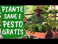 RACCOGLIERE il BASILICO: tutti i segreti per avere tante FOGLIE e piante SANE