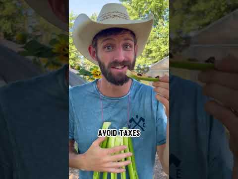 5 Facts About Celery