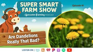 Are Dandelions Really That Bad?