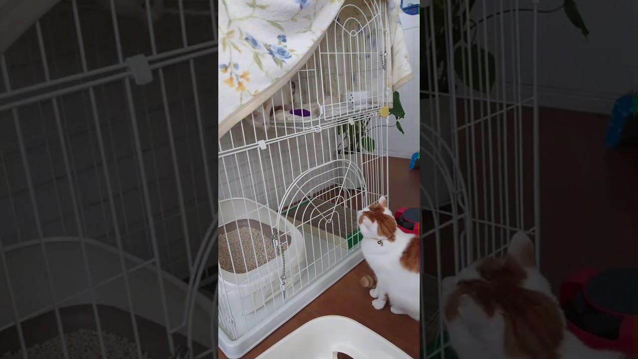 ハイジと先住猫のチップちゃんの初対面 - YouTube
