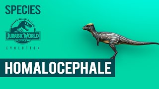 Homalocephale - SPECIES PROFILE | Jurassic World Evolution