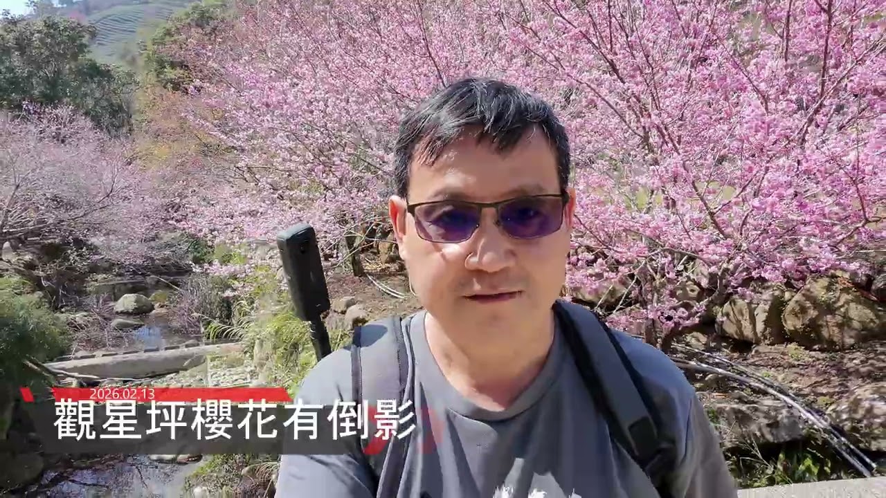 ［豬走路］20260213石壁青山坪探櫻