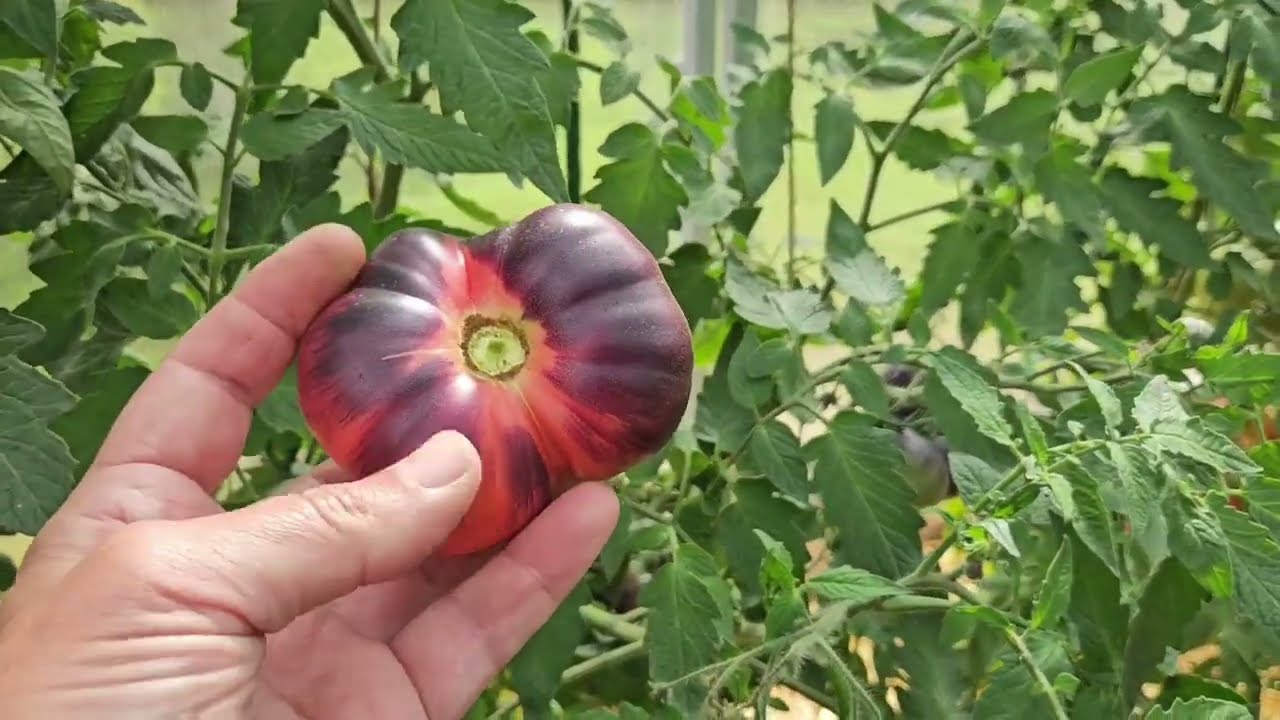 Pomidory pękają - najgorsze i najlepsze odmiany  