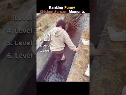 Ranking Funny Chicken Scream Moments #funny #ranking #latest