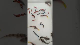 Indian stock available 2026 available b#fish #fishkeepinghobby #fishkeeping