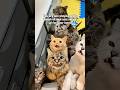 #cat #funnyanimals #animallife #munchkinfold