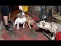 REAL AMERICAN BULLY KENNEL ( Dog Man Paradise)