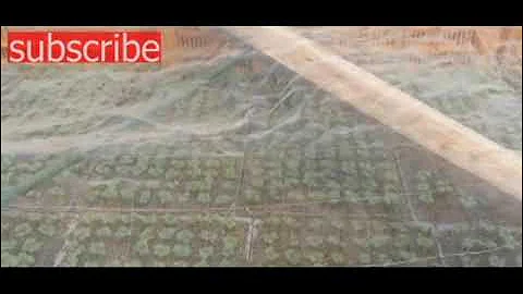 Beautiful Chinese Cabbage Farm and Harvest in Japan Japan Agriculture Technology