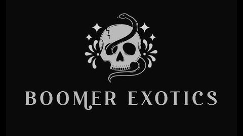 Step-by-Step Guide: DIY Chameleon Bioactive Enclosure Build