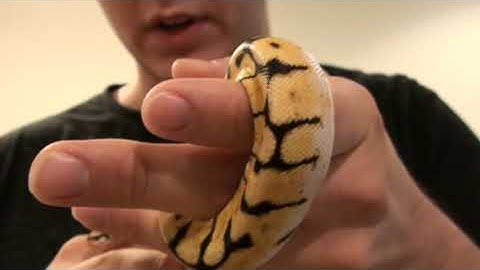 My New Bumblebee Ball Python!!!