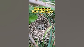 Fascinating Whitethroat Nest with 5 Eggs in the UK 2024 | #birdnesting #bird #birdnest #britishbirds