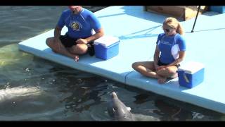 Dolphin Research Center-Blindfolded Imitation Research-nomusic