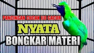 CUCAK IJO INCARAN JURI 💯% BONGKAR MATERI K4S4R