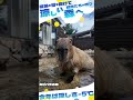 猛暑の街を抜けて　動物たちが待つ涼しい森へ～カピバラの森～