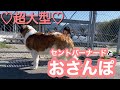 【超大型犬】セントバーナードとお散歩♡