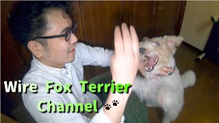 Wire Fox Terrier Vs. Kung Fu