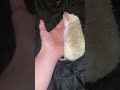 Baby Hedgehog Self Anointing Cute Hedgehog Hedgehogcare Babysonic BabySonicCuevas Baby Hedgehog Self Anointing Cute Hedgehog Hedgehogcare Babysonic BabySonicCuevas