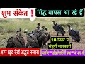 शुभ संकेत! गिद्ध वापस आ रहे हैं |  Auspicious Moment ! The Vultures Are Coming Back |