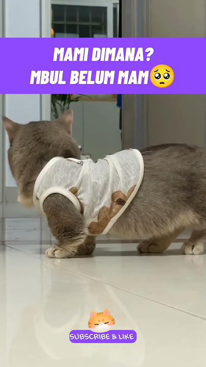 mami dimana? mbul belum mam🥺#kucinglucu #kucingmeongmeong #funnycats #cutecat #catmemes