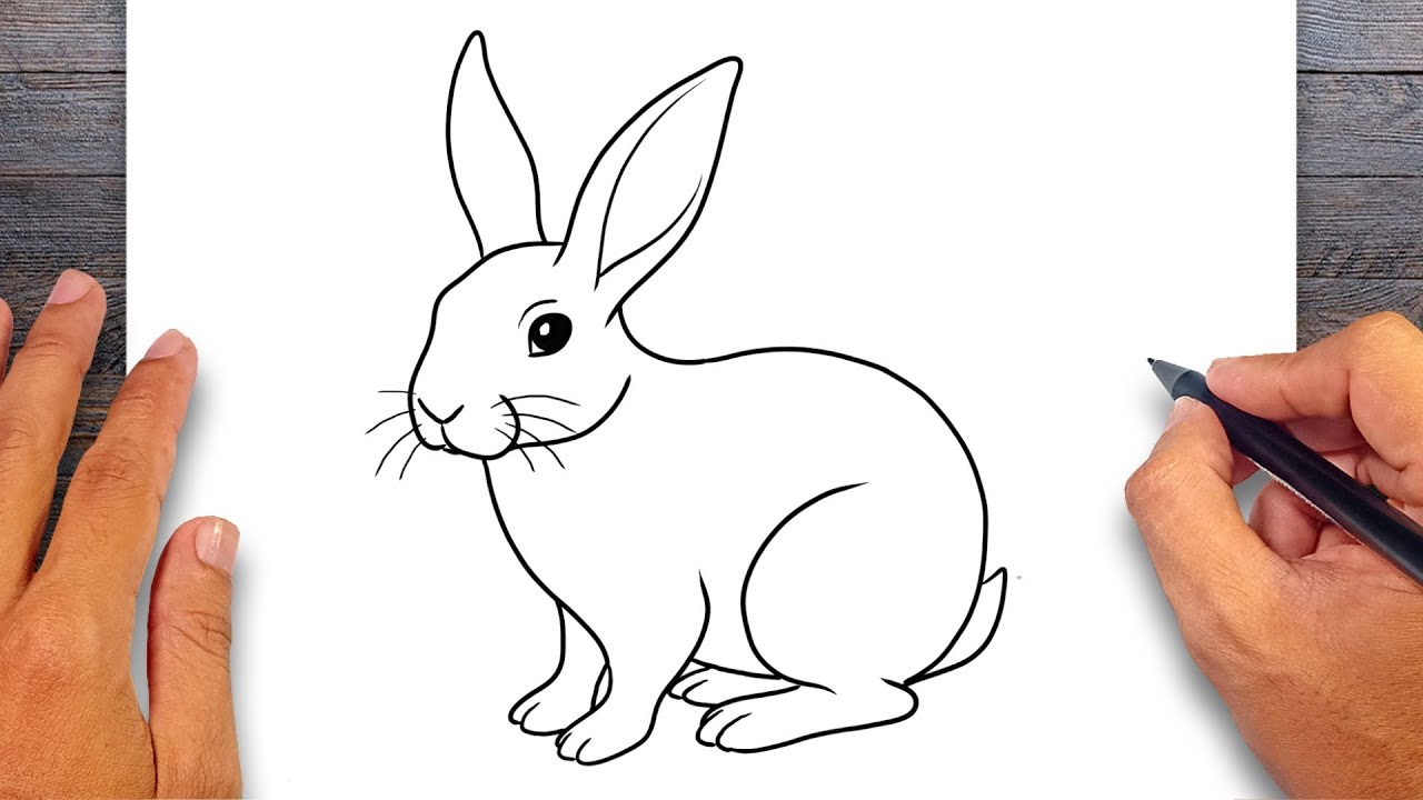 How to draw Rabbit - Mammals Drawing - YouTube