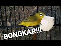Bikin Ngotot Bunyi Pleci Bakalan Ga Pake Lama Mp3 - Mp4 Download