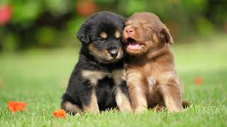 Cuttest Puppy In The Worldcute Puppy Cute Animals Vid