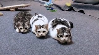 Super Cute and Funny CAT and KITTEN Compilation by NoCAT NoLiFE 34,724 views 5 years ago 12 minutes, 37 seconds