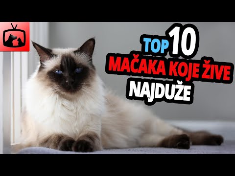 Video: Koliko žive Britanske Mačke?