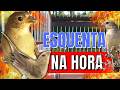 Melhor Piado de fêmea de papa capim para Esquentar papa capim e Foguear Piado de fêmea de papa capim