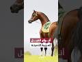 تعرف على أبرز أنواع الخيول العربية الأصيلة ومميزاتها في عالم الفروسية