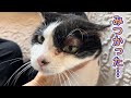 見つかって、バツが悪そうな表情をする猫れいちゃん【元病院猫れいちゃん】