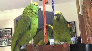 Bird sit for Bubbie,  3 amazons at our home