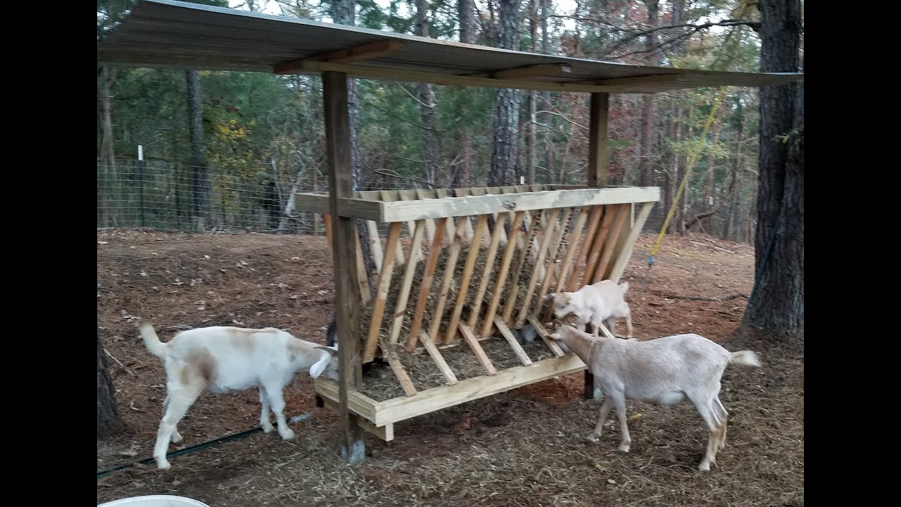 The Most Economic GOAT FEEDER design To cut cost on hay