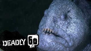A TERRIFYING Wolf Eel | Deadly 60 | BBC Earth Kids