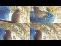 توحشت أمي وتوحشت أبي ألي سكنتو القبور