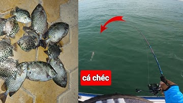 Câu cá biển,câu cá rìa cá nâu tại cảng cá phan thiết.Cùng ae đam mê câu cá.@