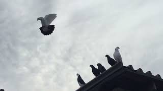 #Pigeons.Поражение голубятников перед голубедержателей.