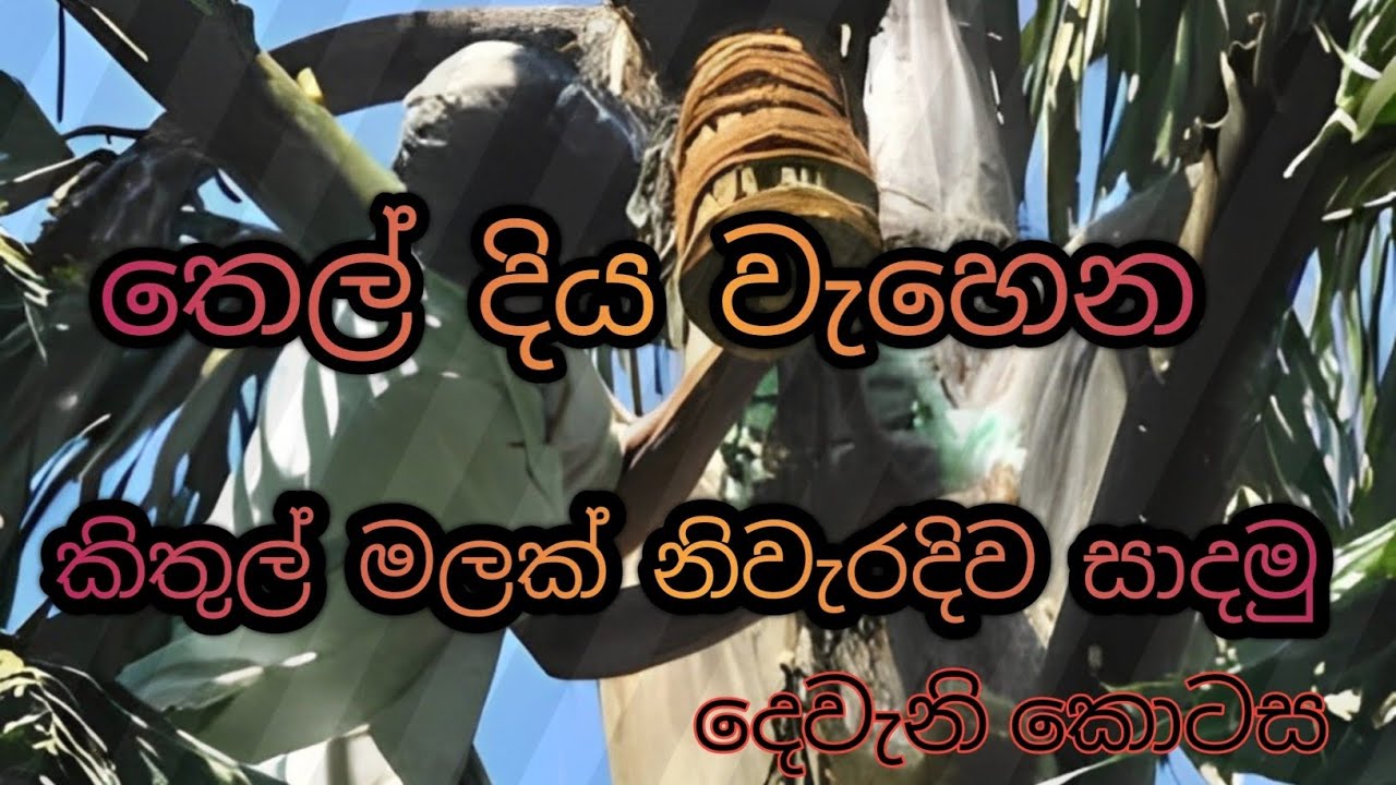 තෙල් දිය වැහෙන කිතුල් මලක් නිවැරදිව සාදමු |දෙවැනි කොටස | 