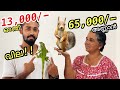 18,000/- രൂപയുടെ ഓന്തിനെ"FREE" ആയിട്ട് തരാം!! | First Time in Malayalam | Iguana Giveaway