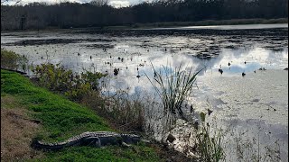 Exploring Brazos Bend State Park