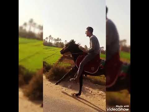 إحنا جينا يلا بينا 