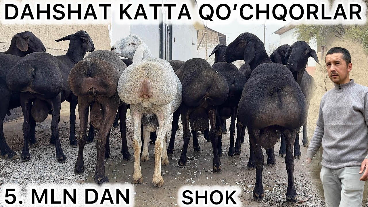 SHOK 😱 5 MLN DAN 100 KG QOCHQORLAR KELDI