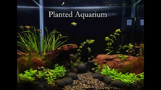 Planted Aquarium | Live plants | ADA | Easy