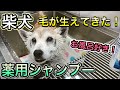 【プロが洗うとやっぱり違う！】スーパーお利口さん柴犬のひたすら薬用シャンプー。皮膚病でボロボロだったけど、毛がどんどん生えてきてます！